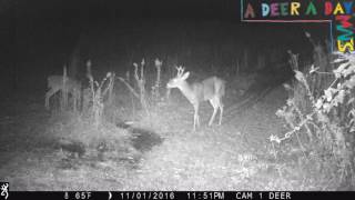 Information Little 6-pointer buck. | A Deer A Day Guide