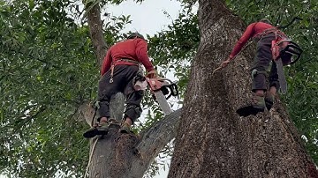 Cưa cây tràm bông vàng với cây bàng , Cưa cây kỷ thuật cao