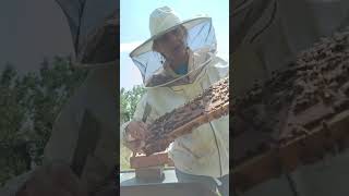 What's a great queen pattern? When your queen fills in every cell on the frame and instantly