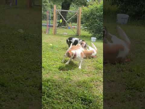 Beagle Play Time 2023 *new *shorts *funnysong  *crazy dogs!! Trooper🩵, Scotia💜 & Daisy💜