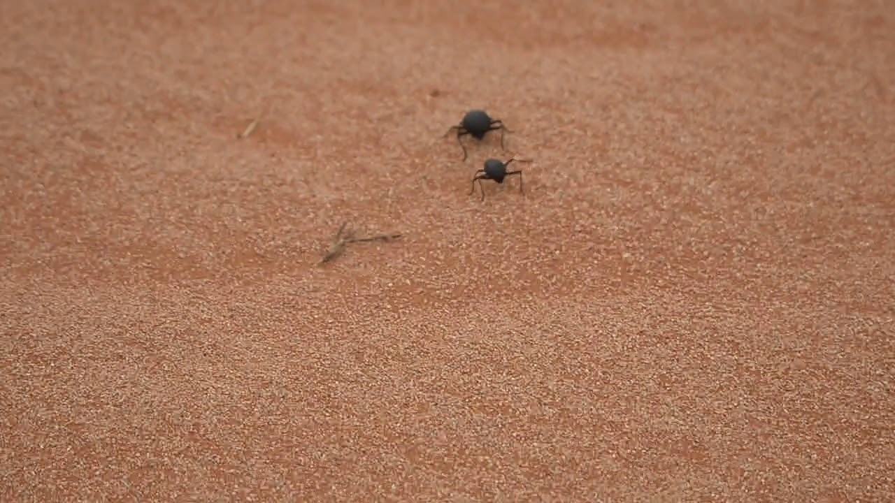 Darkling beetles from the Namib Desert. YouTube