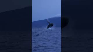 Humpback Jumping Out Of The Water In Maui