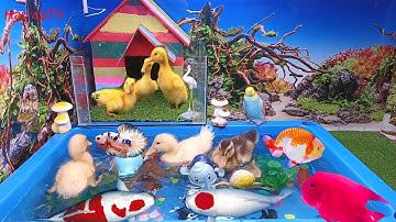 Động vật dễ thương, cá cảnh đẹp, vịt, cá Koi, cá ba đuôi, rùa, cá sấu, két đỏ, két vàng, cá heo...