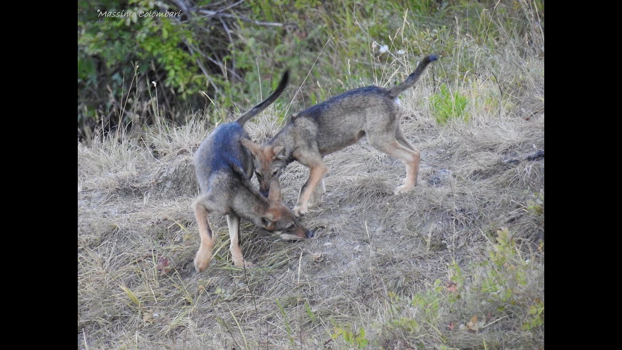 Documentario Lupo Geo&Geo Lupi a Bologna