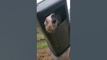Ondeugend paard belandt in vuilnisbak || ViralHog