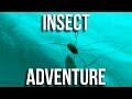 Insect Adventure, Part One