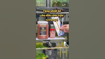 Cám trộn 5 trong 1, loại thức ăn dinh dưỡng cho mùa lạnh #guppy #ca7mau #cabaymau #caitiemthuysinh