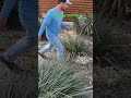 Pulling weeds #gardening #garden #landscape