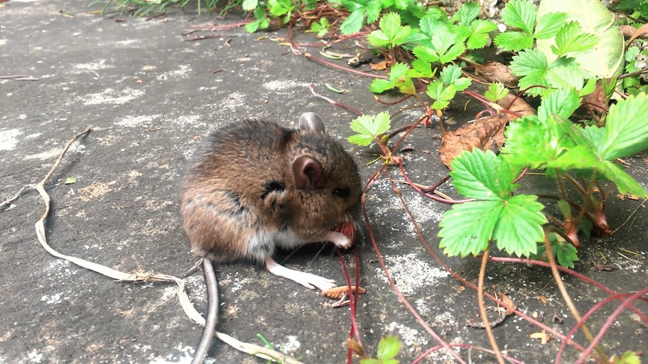 Baby Mouse Eating Strawberry YouTube