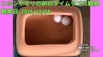 【Memorandum】 2025年12月04日 RPi-Cam-Web-Interfaceを用いたニホンヤモリの卵のTimelapse観察