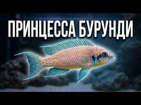 Принцесса Бурунди (Neolamprologus brichardi): Содержание и разведение в аквариуме