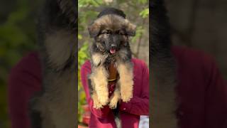 Jumbo size German Shepherd male puppy for sale Mahakal pet shop pandharpur &amp; pune 9529626115