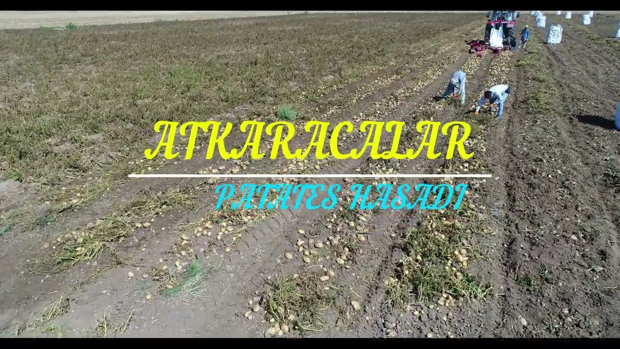 Atkaracalar Patates Hasadı 25 Eylül 2025 #atkaracalar #resulöngel  #patates  #hasad