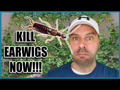 কিভাবে Earwigs পরিত্রাণ পেতে