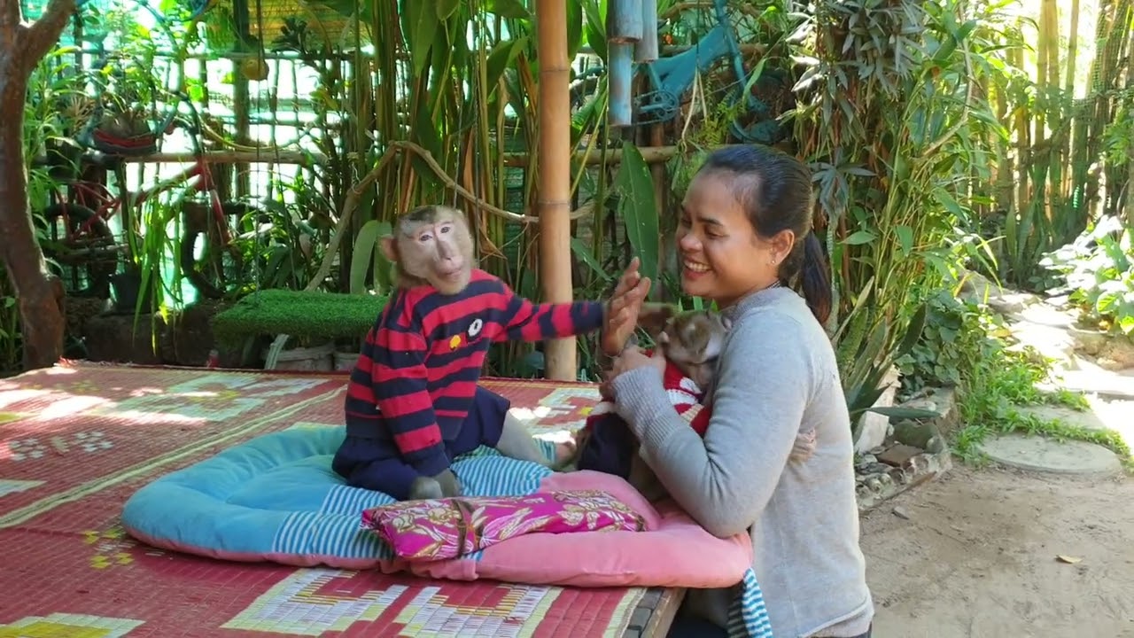 Lovely monkey Koko jealous while mom hold care Yoko
