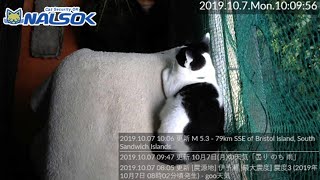 [CAT LIVE配信終了分] 自宅警備ねこNALSOK ベランダ猫ライブカメラ [2019100702]