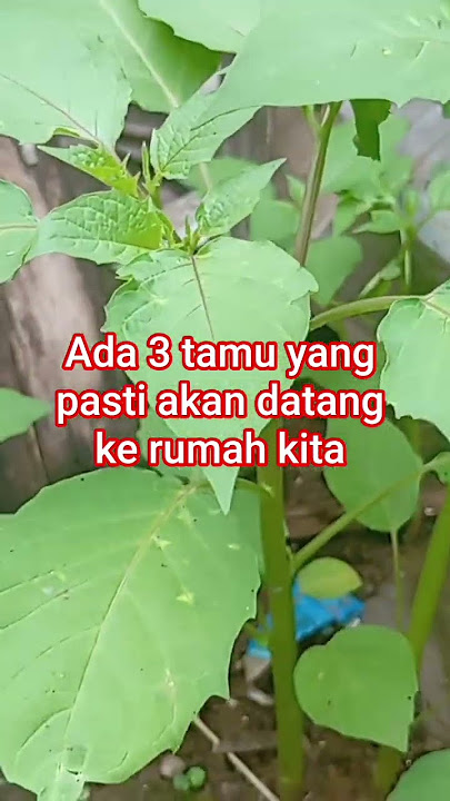 ada 3 tamu yang pasti akan datang #shortislami #kisahislami #nasehatasatidz #lenteradoa