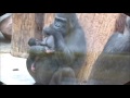 Gorilla Shinda and Her New Born Baby Ajabu