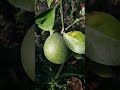 Dwarf sweet lime - Mosambi tree #shorts