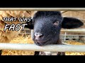 Halfway Through Lambing | Farming the Four Seasons - Spring (Day 3)