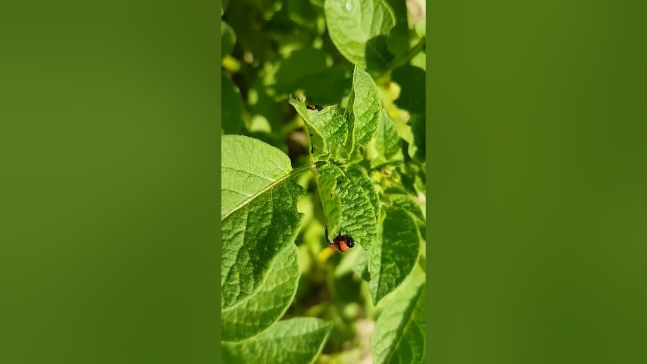 Ларва на колорадски бръмбар/Colorado potato beetle larva # ...