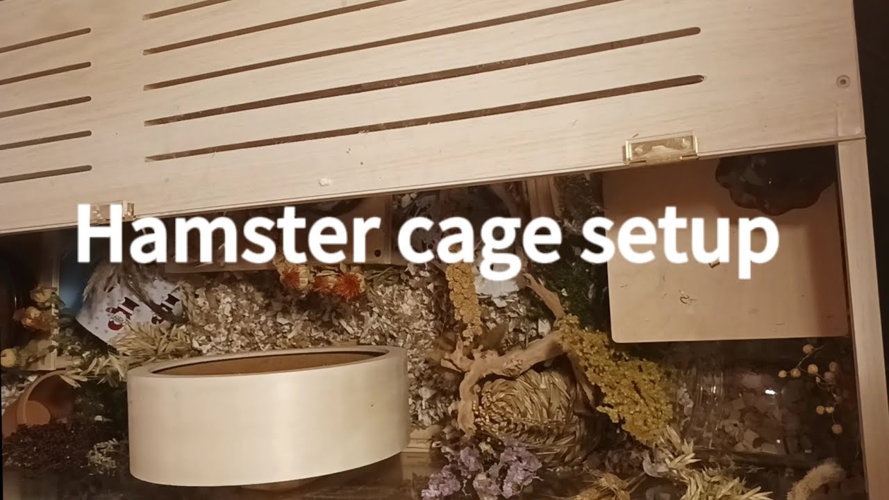 Hamster cage setup - YouTube - Hamster Cage Setup Checklist Worksheet