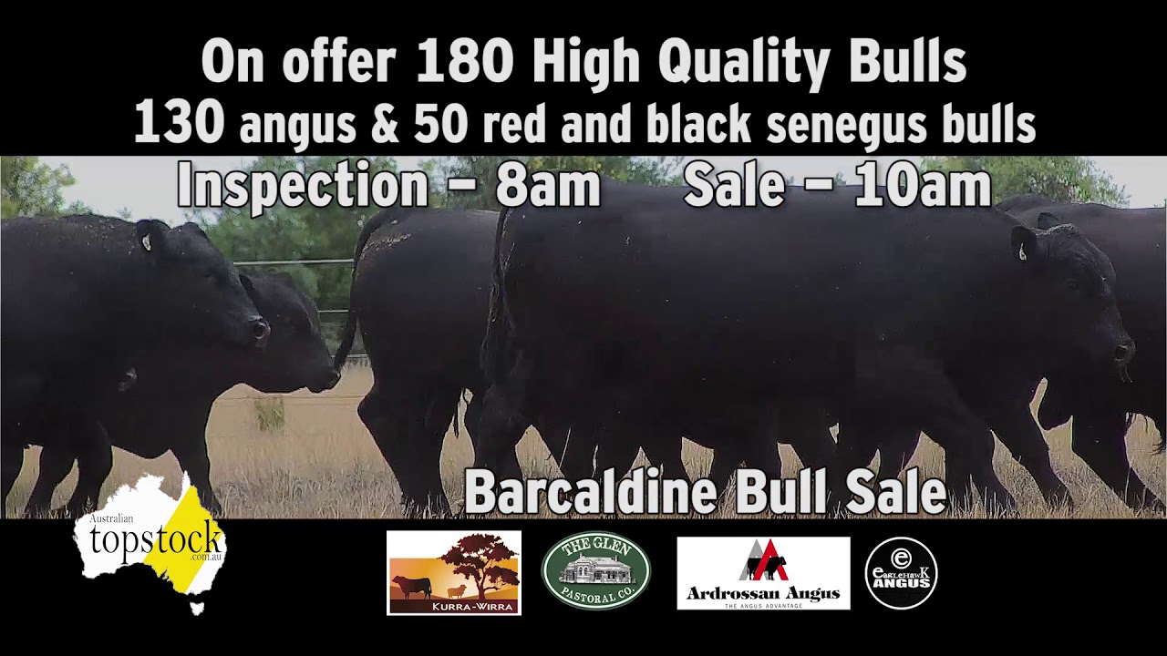 Australian Topstock Top Quality Stud Sheep Cattle For Sale