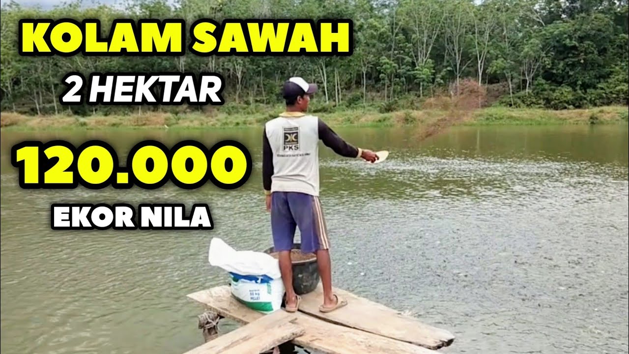 необыкновенно! бассейн площадью 2 гектара может вместить 120 000 тилапии!