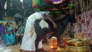 Boddapu Gangayya Gollasaduvu Somanadhapuram 9989041507