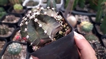 Xương rồng siêu khủng vì đất - Rễ siêu khủng cho cây Xương Rồng