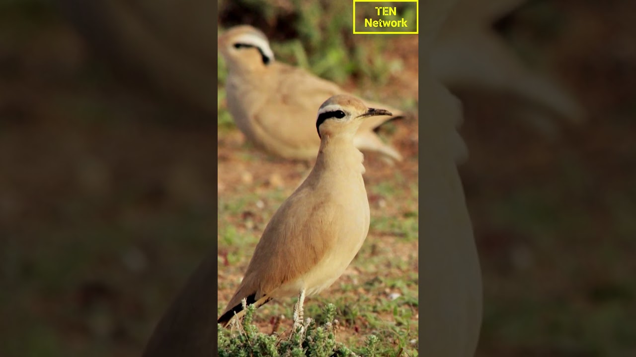“Jerdon’s Courser: India’s Vanishing Bird | Rare Wildlife Short – The Earth Network”