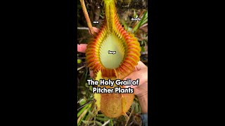 The Holy Grail of Carnivorous Pitcher Plants