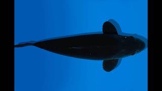 Koi Auction Dainichi Black Diamond Nisai Black Zeus female 59cm NN05-2340