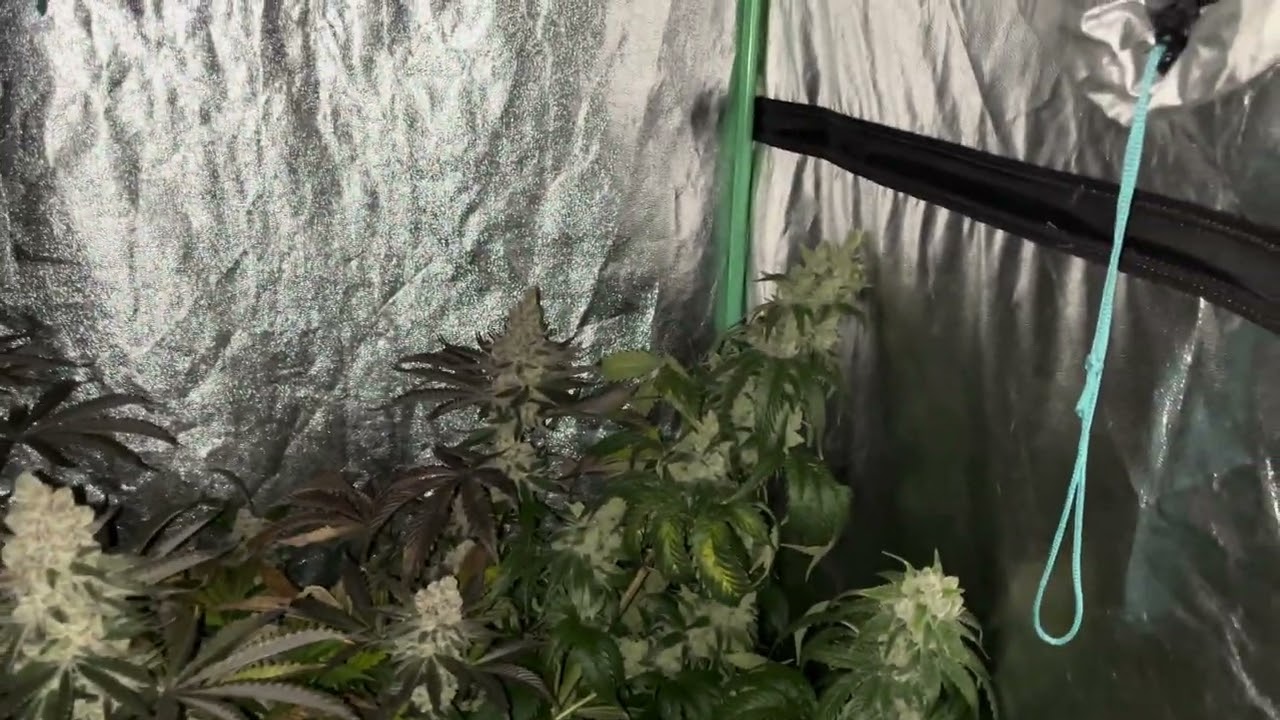D59 HLG scorpion 3 different frozen trop cherry Robinhood seeds and ethos genetics heavy 16 food