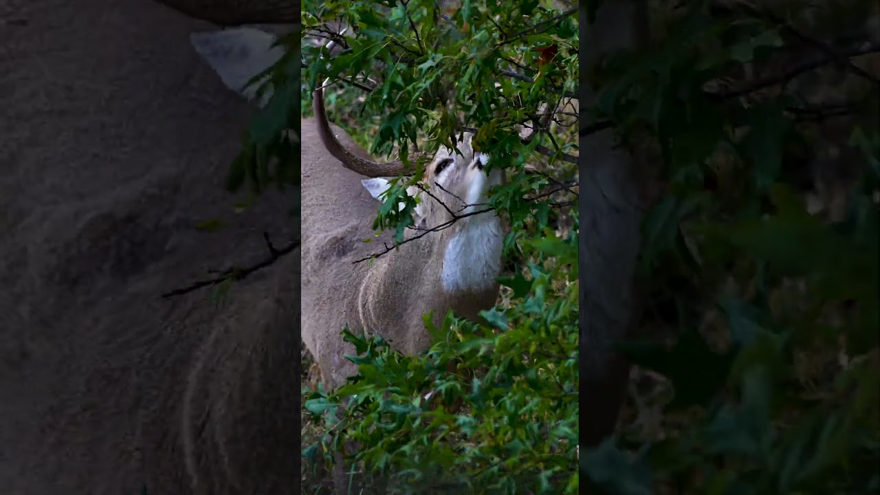 The Best Buck Scraping Footage We've Ever Captured  