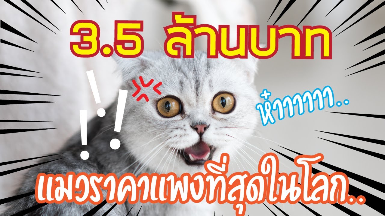 แมว สวย ที่สุด ใน โลก  New  แมวอะไร แพงขนาดนี้ ! | 10 อันดับ ราคาแมวที่แพงที่สุดในโลก