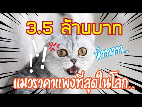 แมวอะไร แพงขนาดนี้ ! | 10 อันดับ ราคาแมวที่แพงที่สุดในโลก