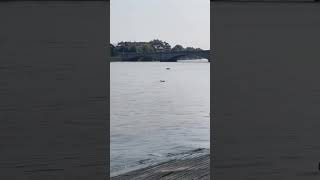 S008 - Dolphin in the Thames