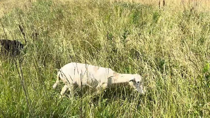 Greg Judy gives his 1 electric hot wire hair sheep tips for your flock.