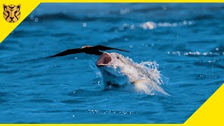 Inilah 10 Ikan Yang Memakan Burung