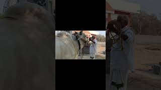 9989334079 అమ్మకానికి #ఎద్దులు #bullsforsale