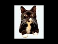 猫ソラン君が5歳になりました👴 Soran the cat is 5 years old.