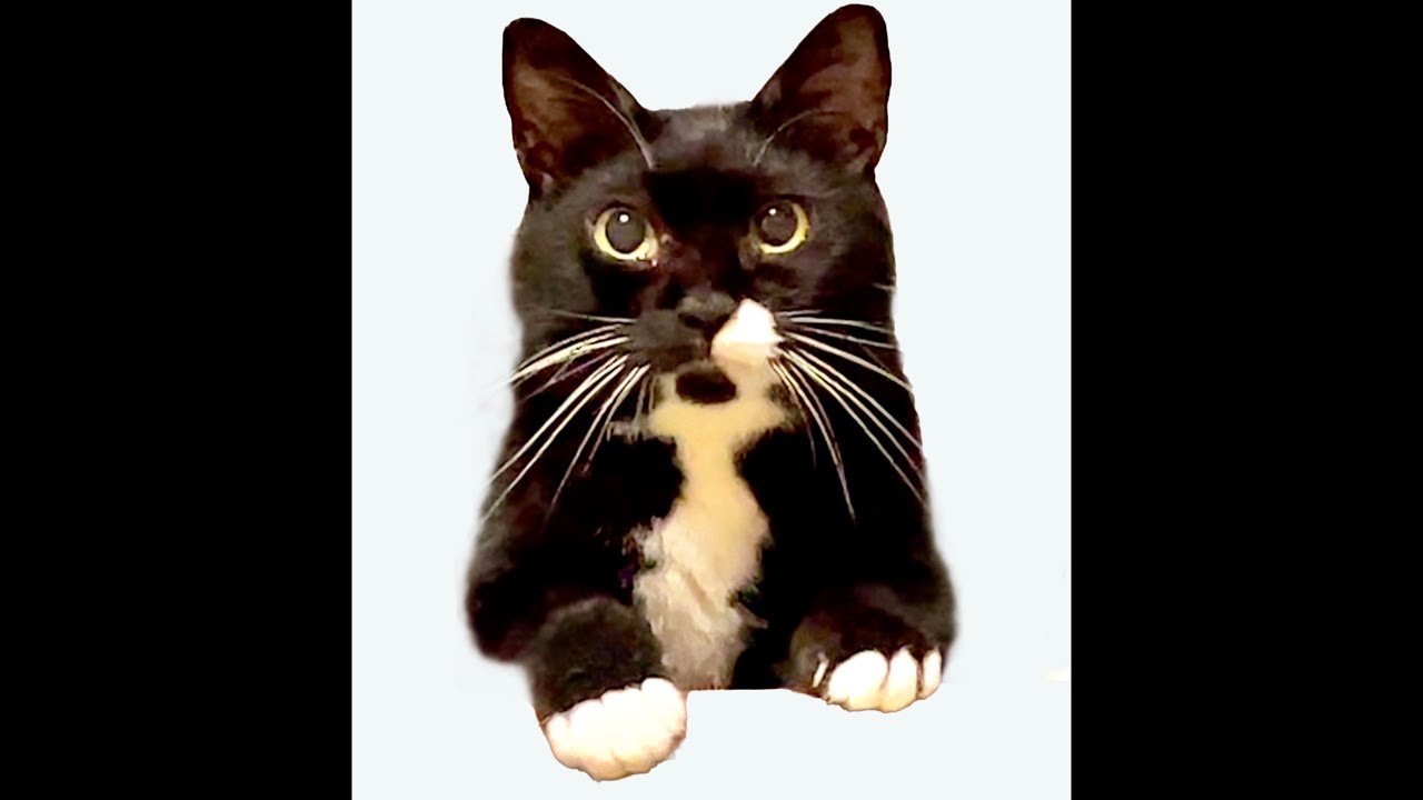 猫ソラン君が5歳になりました👴 Soran the cat is 5 years old. - YouTube