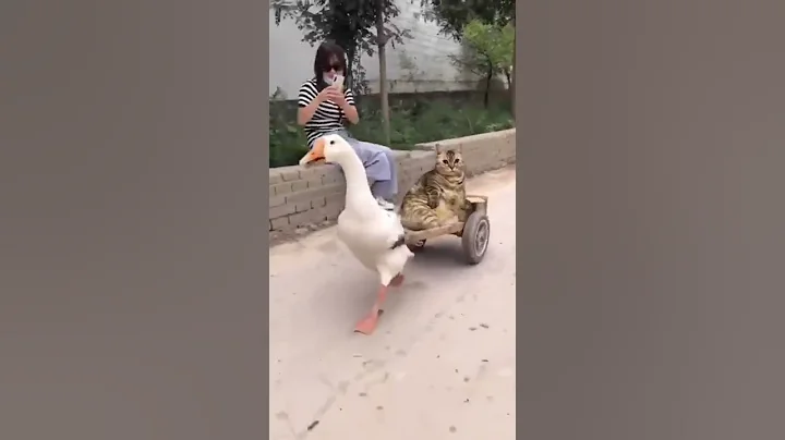 Watch the video about Cute 😍#trending #viral #reels #video #shorts #funny #kitty #animals #catlover #