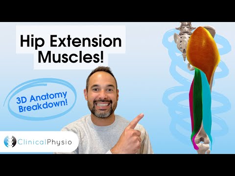 Hip Extensor Muscle 3D Anatomy | Key Muscles for Physios and Physiotherapy thumbnail