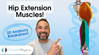Hip Extensor Muscle 3D Anatomy Key Muscles For Physios And Physiotherapy
