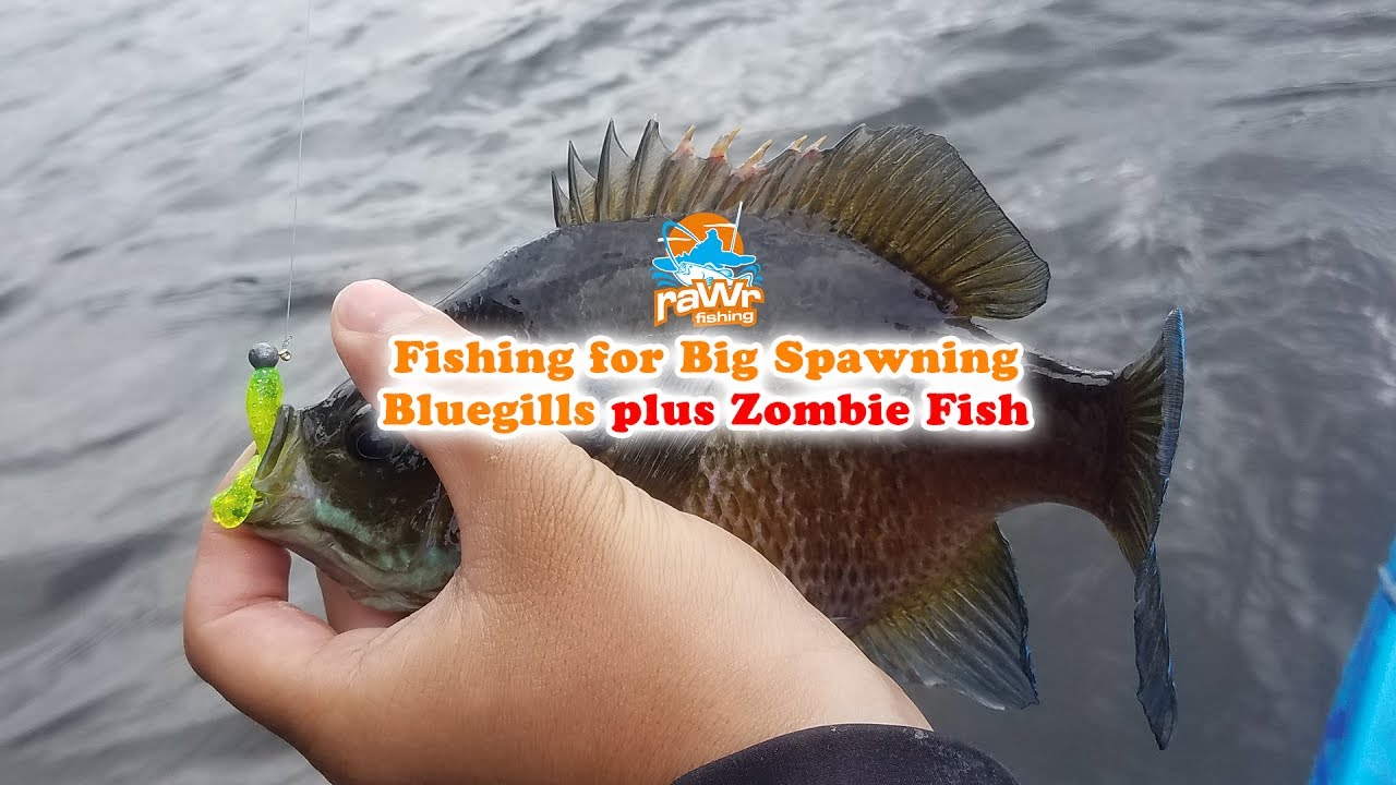 Fishing for Big Spawning Bluegills Plus Zombie Fish Kayak Fishing South Jersey YouTube