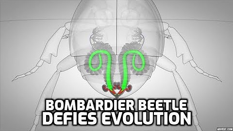 The Bombardier Beetle Defies Evolution