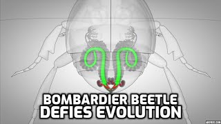 The Bombardier Beetle Defies Evolution