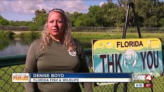 Manatee death rates rise in Florida